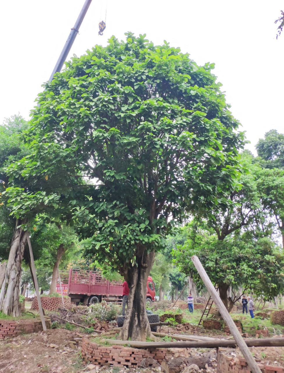 903供应真萍婆60cm大树假植苗凤眼果大乔木