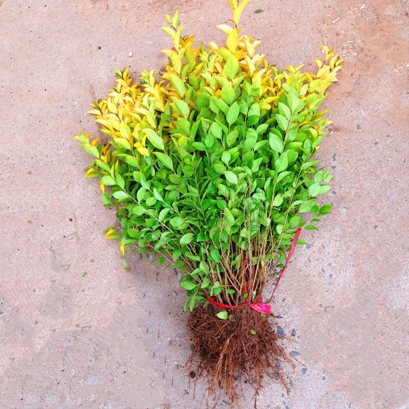 黄叶女贞 金叶女贞小区公园苗木 承接绿化工程 量大优惠基地批发