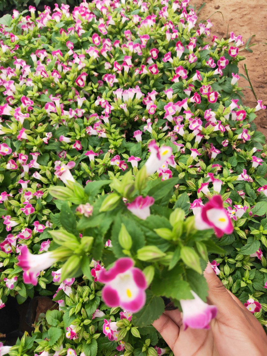 基地直销优质夏瑾 营养杯 宿根花卉 花海绿化工程专用 夏瑾