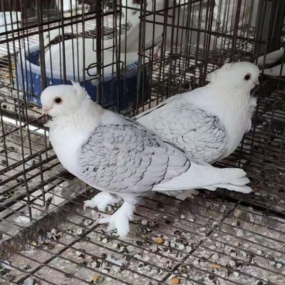 淑女鸽子价格 哪里出售黑细花纹淑女鸽 特别鸽子 蓝天淑女鸽