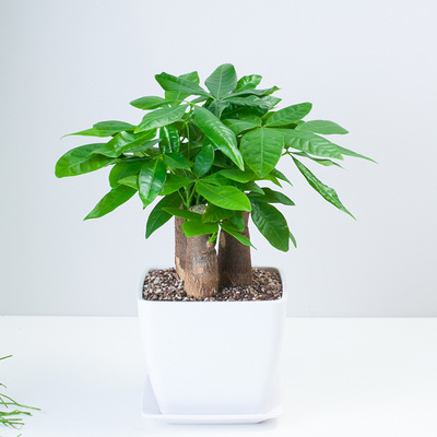 发财树盆栽室内客厅吸甲醛植物办公室室内绿植盆景小桌面
