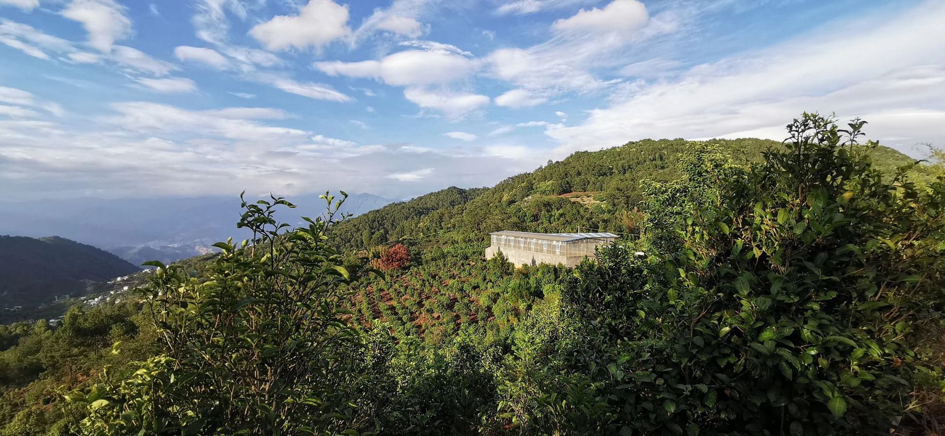 本店好茶 15年普洱熟茶 勐海料云南七子饼茶357g 布朗山 易武老茶