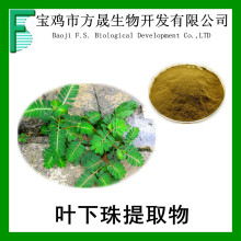 叶下珠提取物 10:1植物提取物 叶下珠提取物 珠仔草提取物