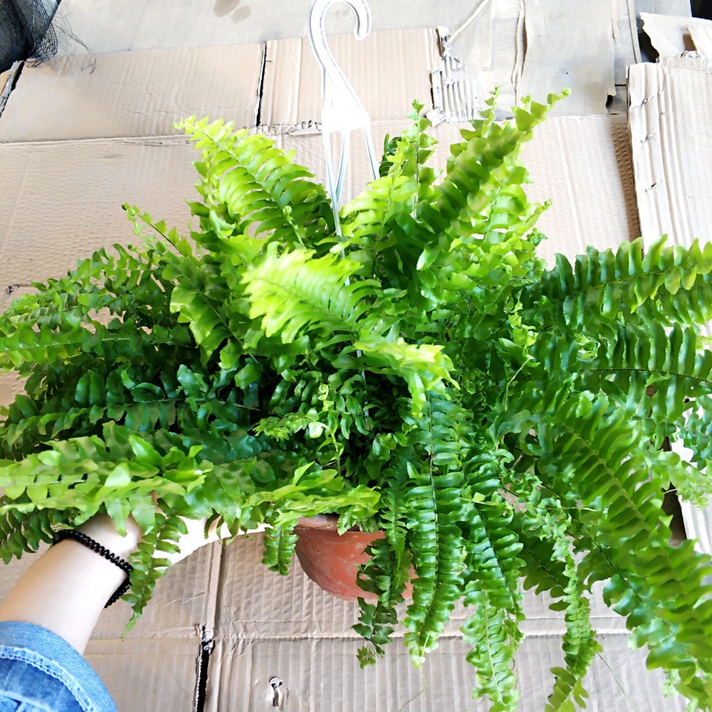 1039广州批发 绿植盆栽 居家壁挂 垂吊蕨类 波斯顿蕨180
