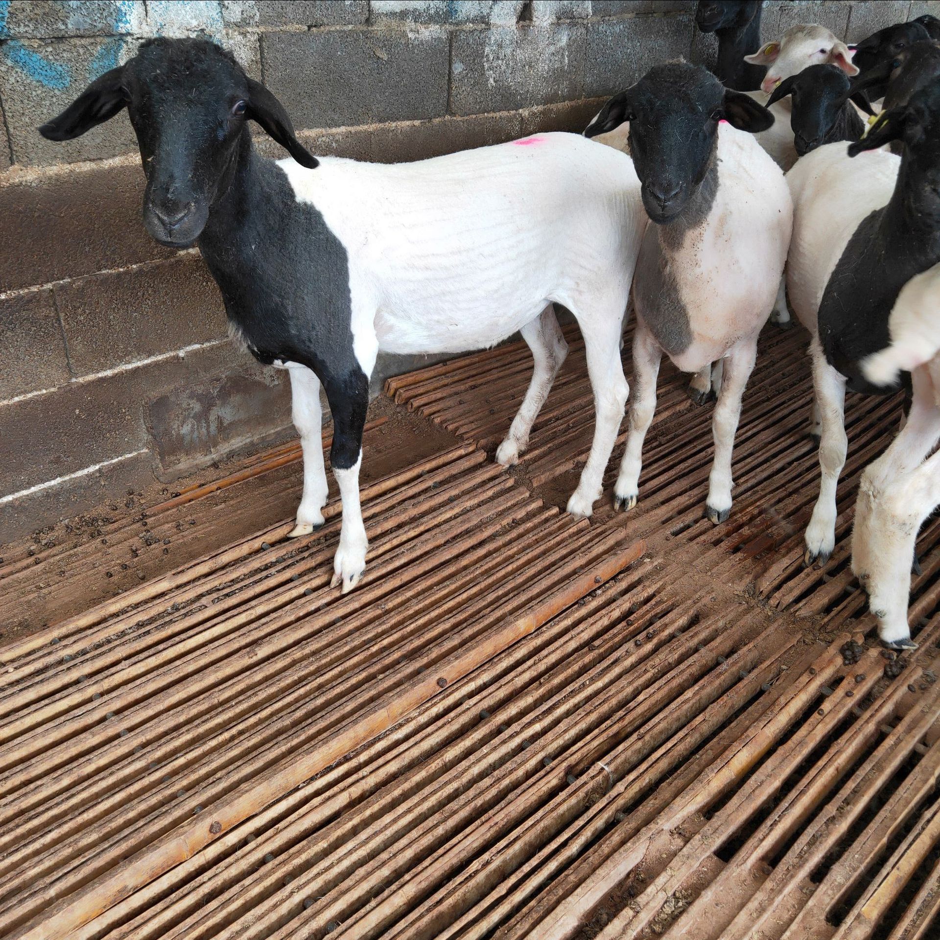 养殖场直供优质黑头杜泊羊白头杜泊绵羊小羊羔 怀孕母羊养殖技术