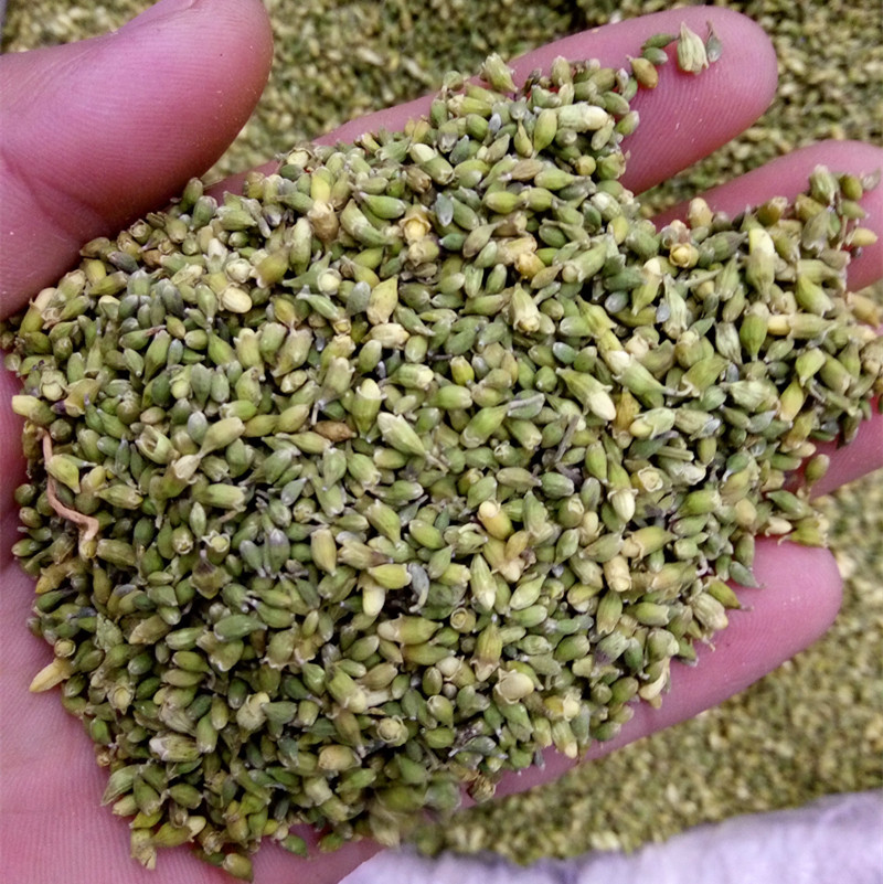 批发供应中药材槐米 槐花米 槐籽 槐米子