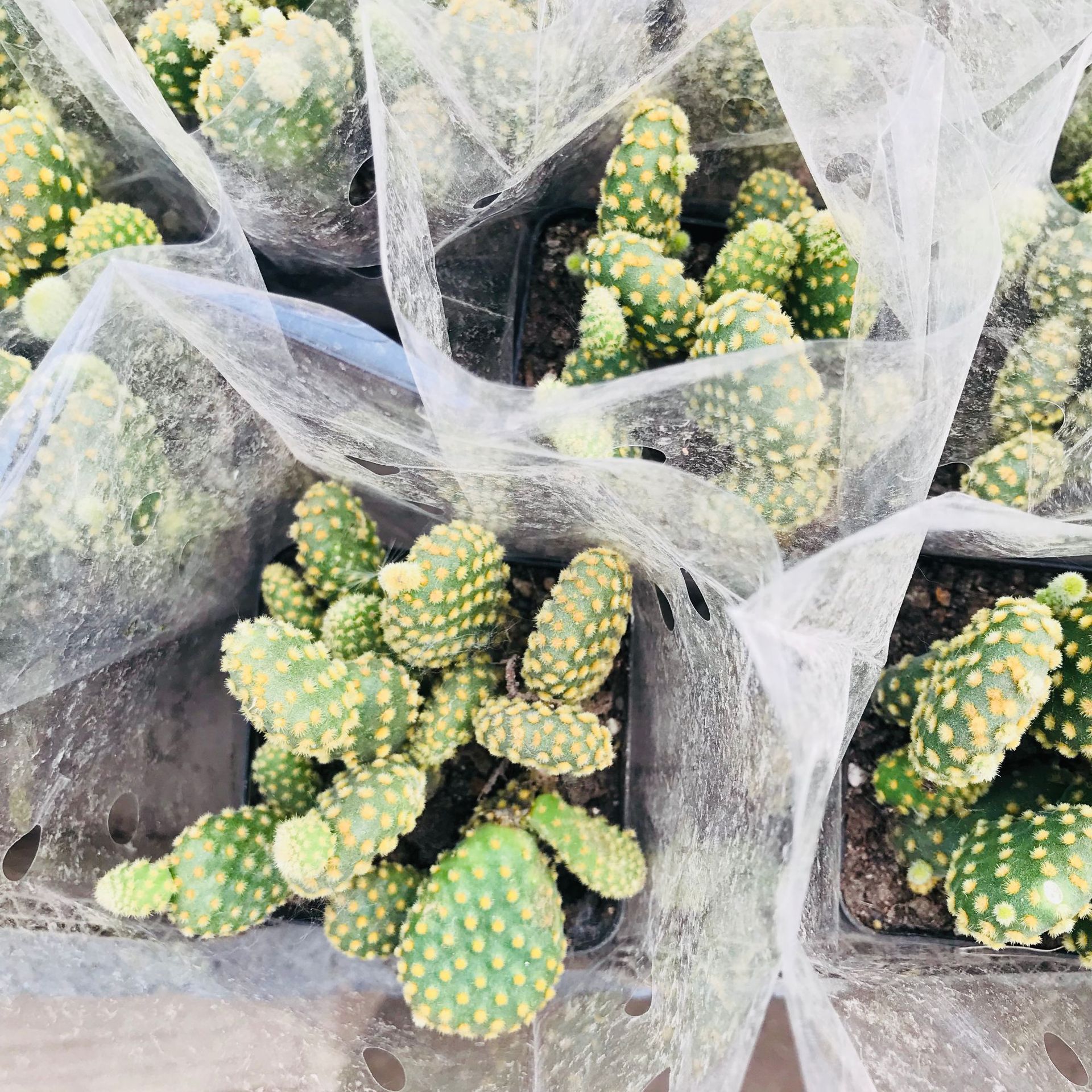 批发精品多肉植物 黄毛掌仙人球多肉办公室桌面绿植花卉 黄毛掌