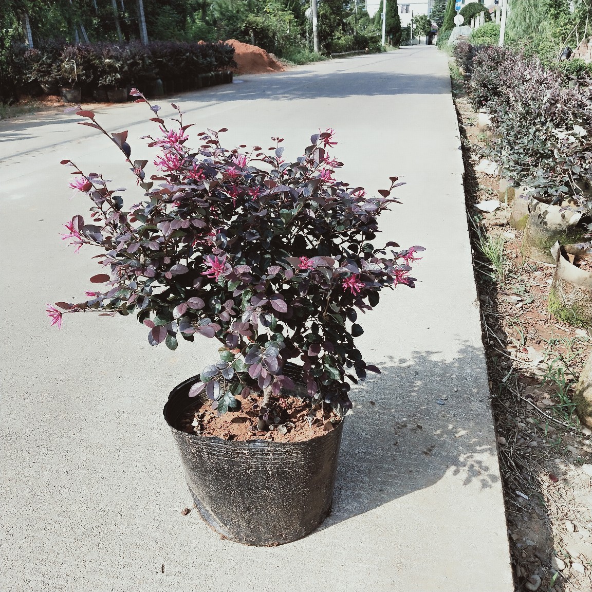 出售红花继木球 60 80公分冠幅 观叶植物红花继木袋苗盆栽