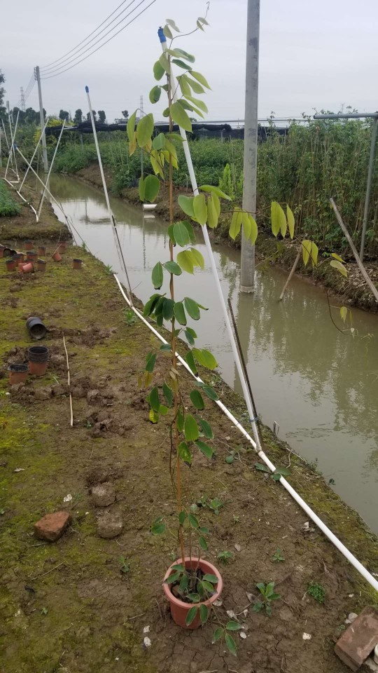 903供应禾雀花152米盆苗紫色花油麻藤容器苗