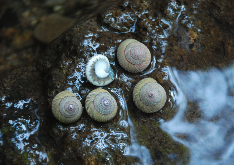 月螺 迷你小海螺黑色杂纹螺蜗牛螺 微景专用海螺 粘帖贝壳的材5mm