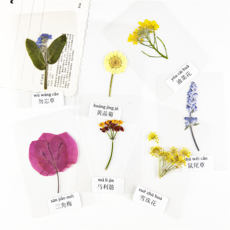 过塑干花叶片塑封植物标本过塑真树叶贴画认识花朵真树叶花草书签
