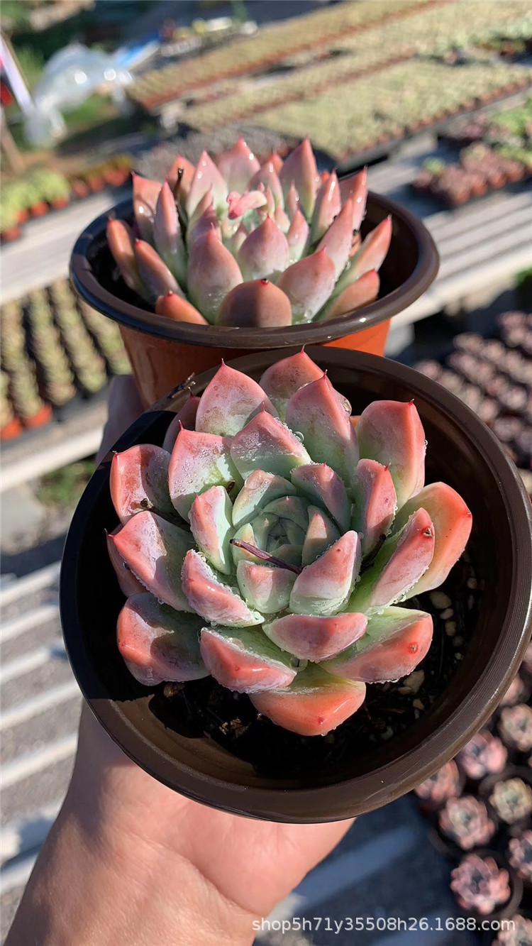 077专业多肉植物种植大棚批发 阿尔巴西施单头盆9cm多肉品种限量