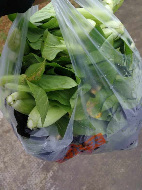 地里剪了一袋子青菜