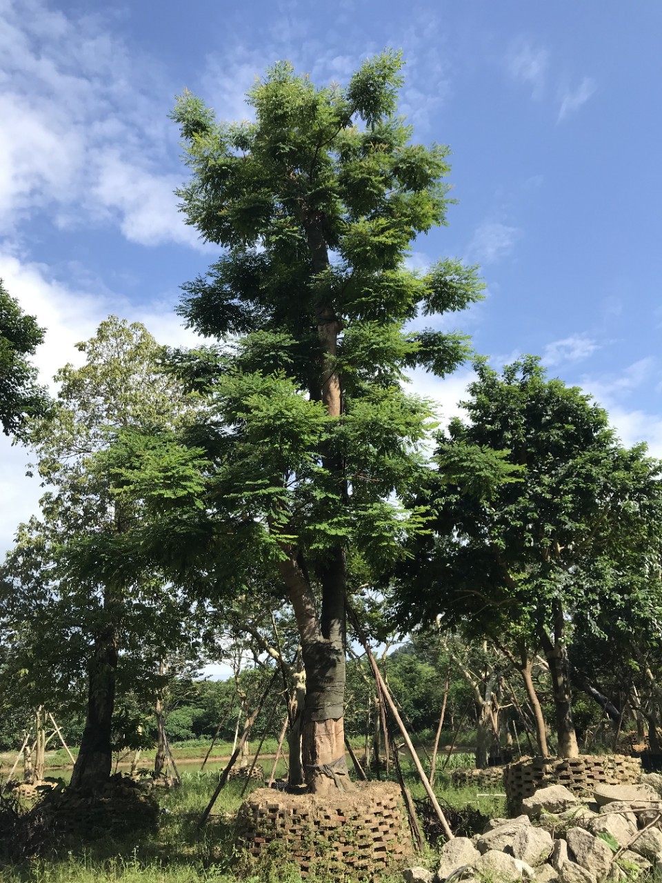 906供应 海红豆 孔雀豆 相思红豆树 40-50cm大树