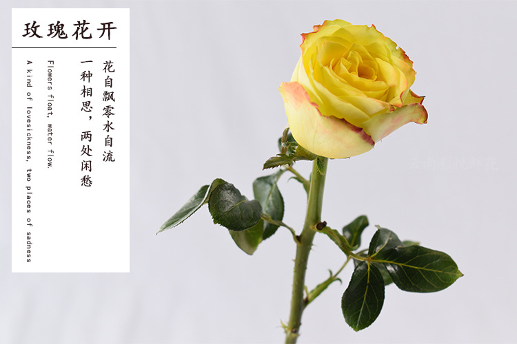 【迷醉玫瑰】昆明基地 迷醉玫瑰鲜花批发 ab级玫瑰鲜切花 20支/扎
