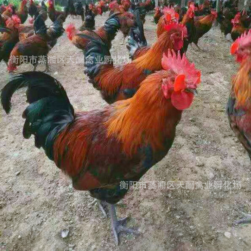 【厂家自产自销】优质雪山草鸡 青脚麻鸡苗 土鸡苗包打疫苗包技术