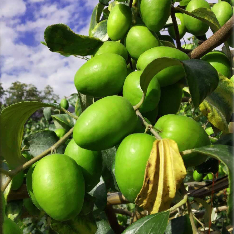 云之萌萌果云南新鲜水果新鲜牛奶青枣 牛奶青枣青枣