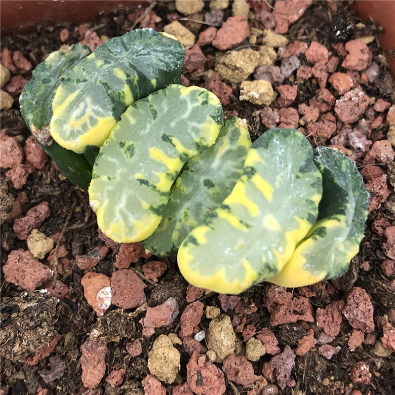 内销 出口十二卷属 haworthia 北斋玉扇锦 玉扇斑驳精品