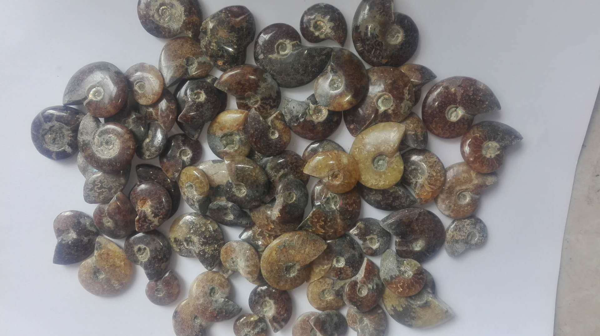 天然菊花螺化石标本摆件 菊石玉化螺 海螺动物远古化石 教学标本