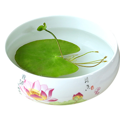 四季水养一叶莲碗莲水培植物花卉盆栽室内花阳台客厅水生碗莲植物