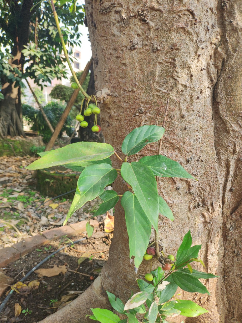 供应青果榕4060cm大树假植苗杂色榕公园植物