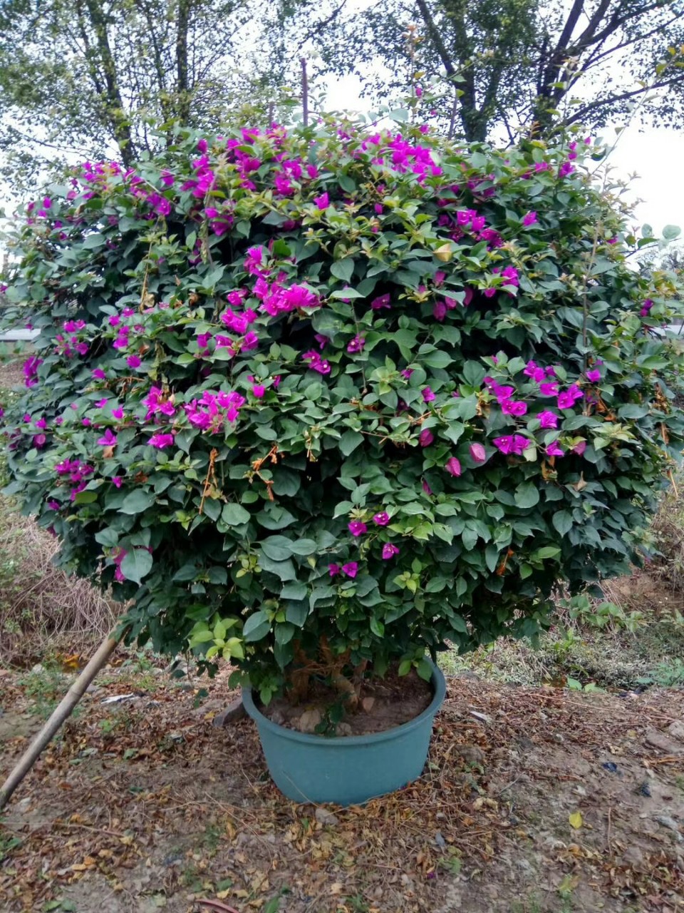 供应 紫花三角梅球1.3-1.5米 盆苗 紫花三角梅 -阿里巴巴