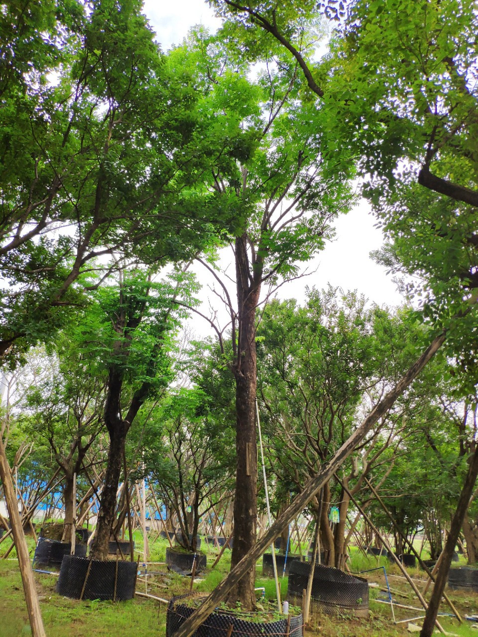 905基地直销国庆花3050cm大树复羽叶栾树