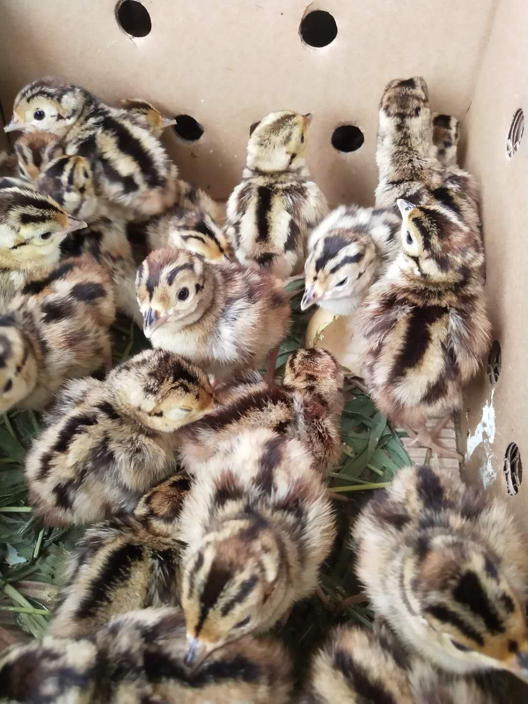 供应 养殖孵化土鸡苗 芦花鸡苗 出售批发活体鸡苗