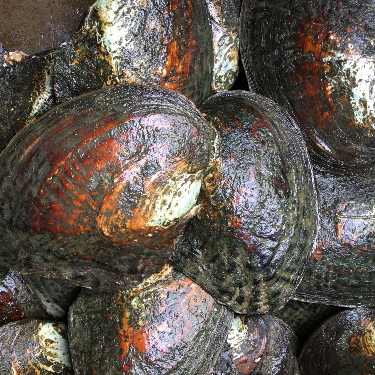 河蚌育珠与珍珠加工技术问答_河蚌怎么养出珍珠_河蚌育珠与珍珠加工