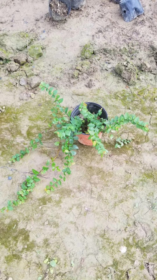 907基地供应 薜荔 20-60cm藤长 杯苗 营养钵 盆栽