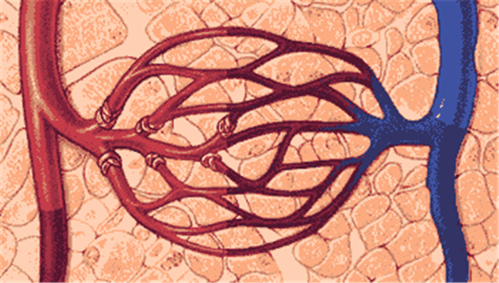 微循环与您的健康原来还有个秘密