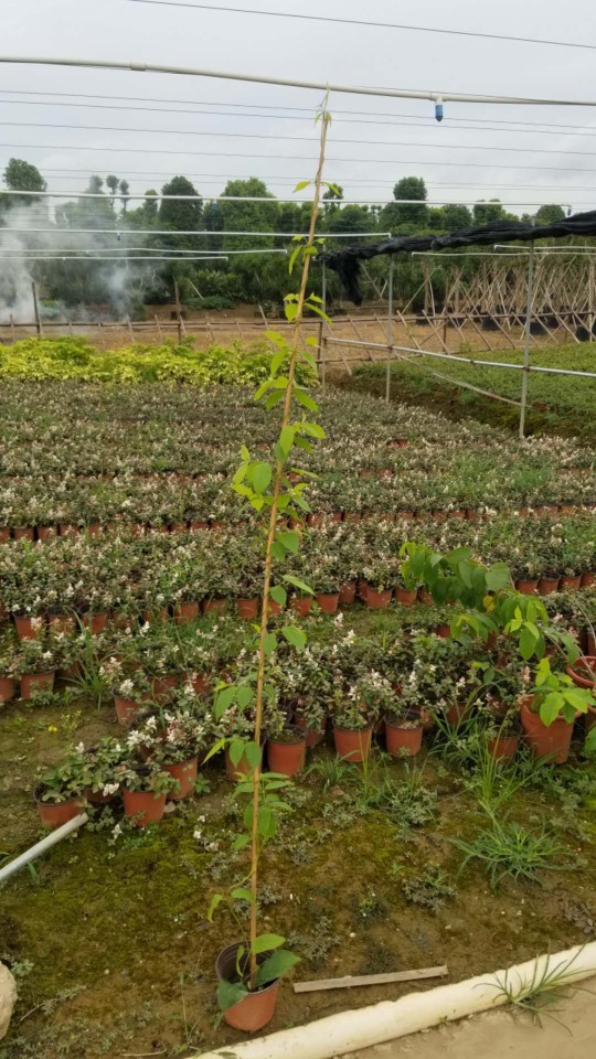 907供应 使君子 1-2米高 小盆苗 爬藤植物 基地直销