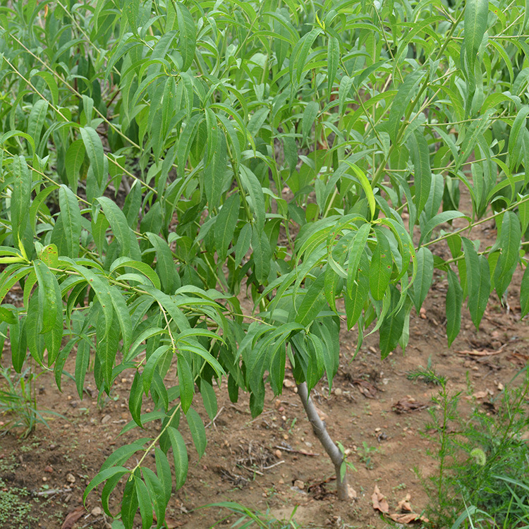 2020年新品种桃树苗圃秋丽桃树苗 黑桃苗价格 出售当年嫁接血桃苗