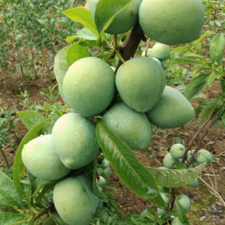 四川果树苗黄金奈李李子果苗 四川果苗批发基地 黄金奈李果苗批发