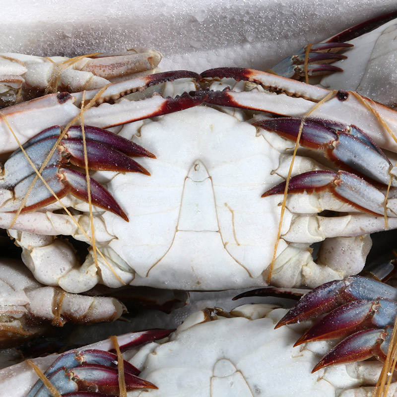 活冻螃蟹冷冻公扎蟹冷冻蟹类梭子蟹 1-1公扎蟹