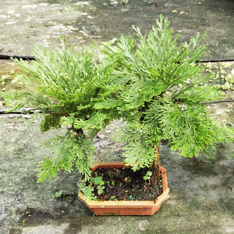 基地直销 万年松小盆栽花卉批发 室内观赏盆景盆栽绿植长生草卷柏