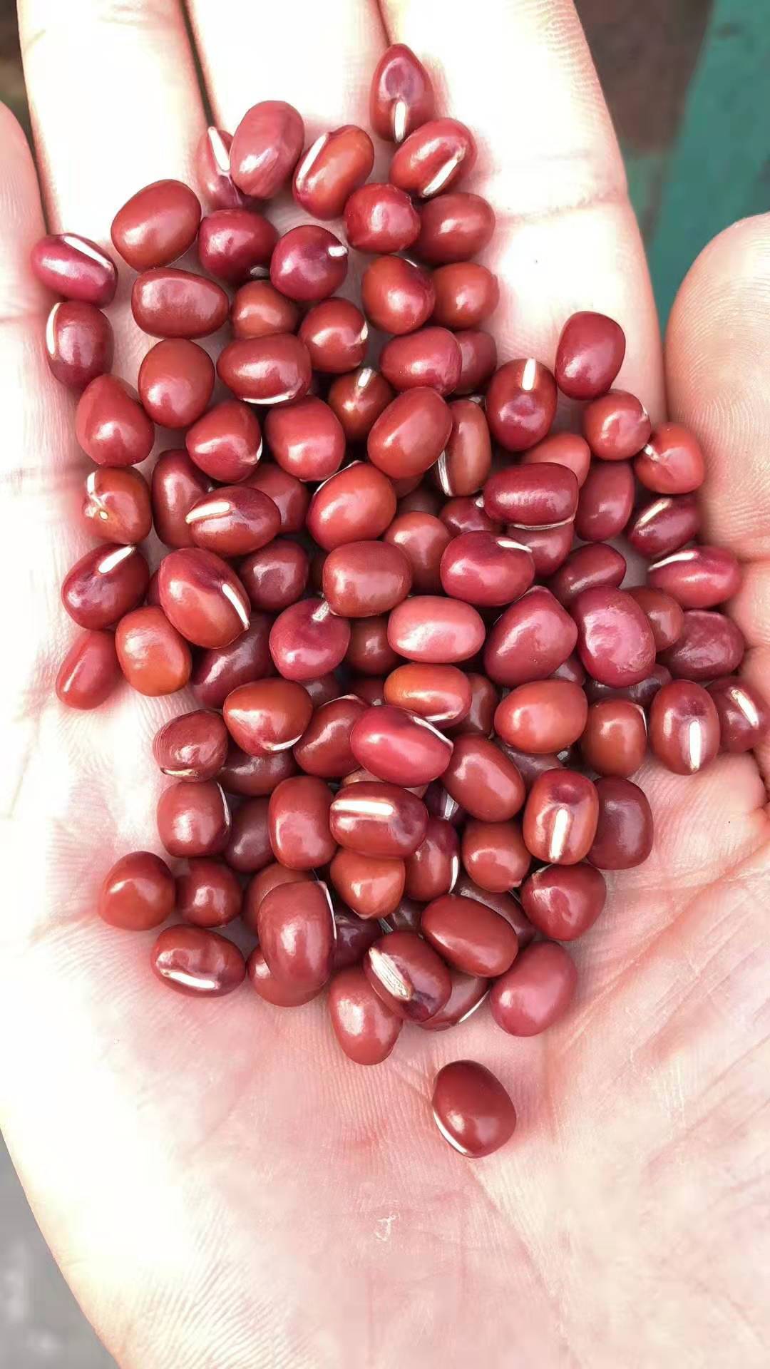 赤豆 红小豆 小豆 红豆 经过手选 比重 去石 抛光
