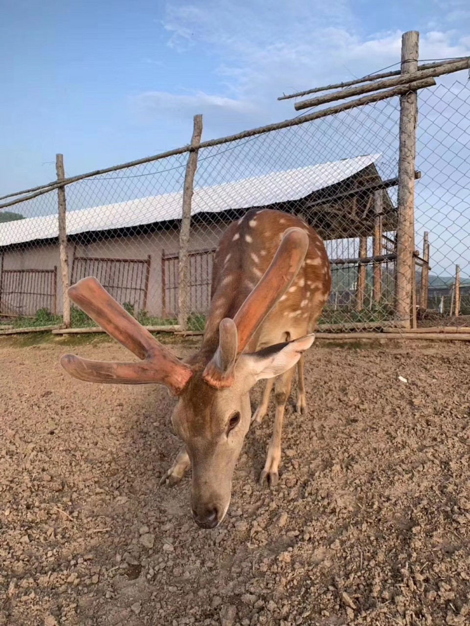 梅花鹿长白山鹿茸