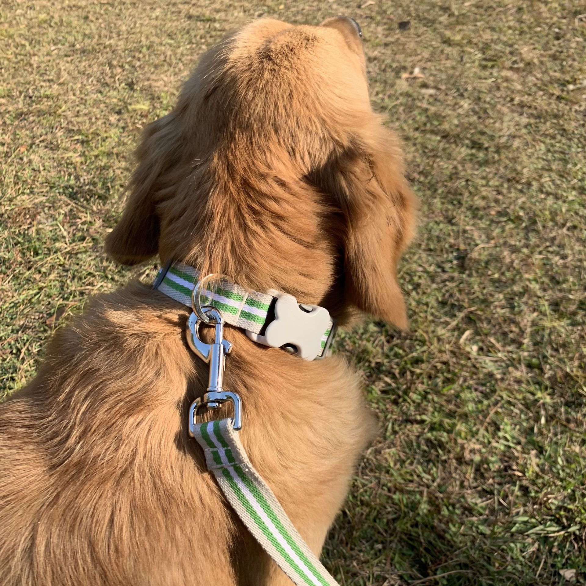 亚马逊爆款加厚棉麻大中小狗狗项圈宠物脖圈牵引绳金毛哈士奇颈圈