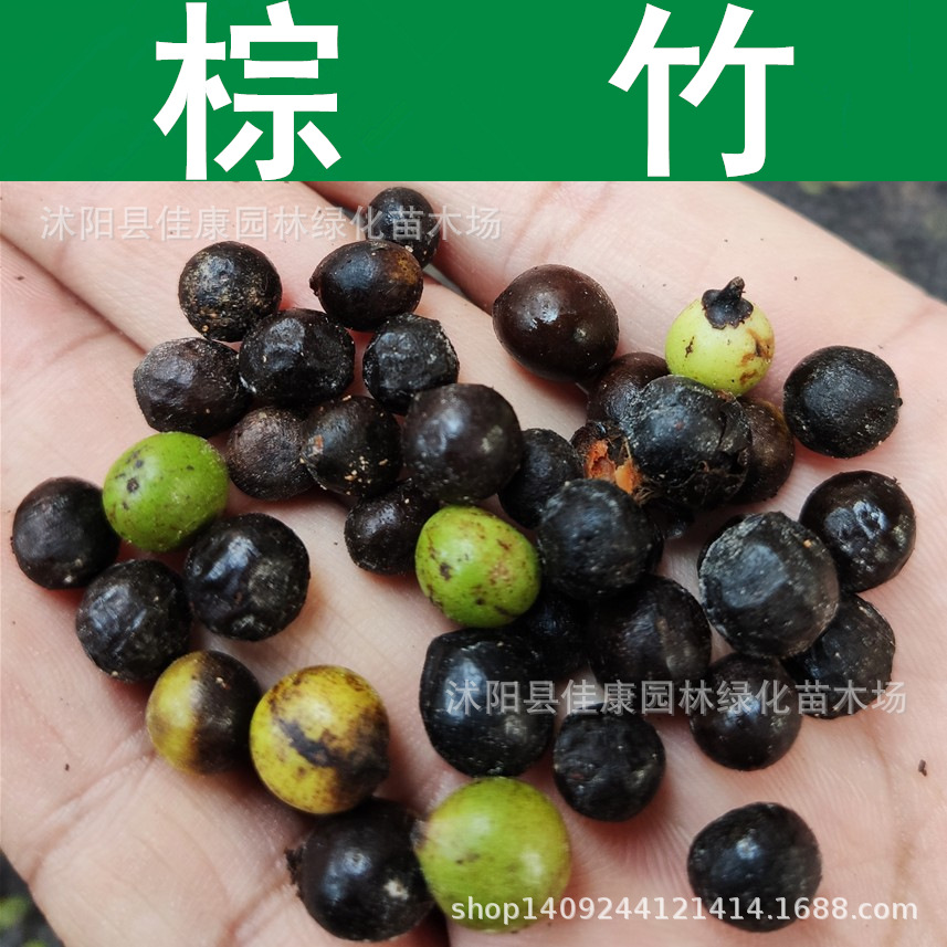 林木种子棕竹种子观音竹筋头竹种子棕榈竹1件1斤