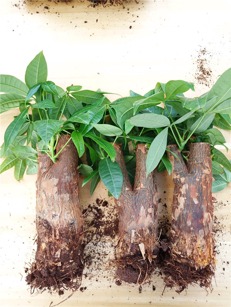 发财树苗发财树桩树头盆栽多年生小苗五辫子独杆单杆室内绿植包邮