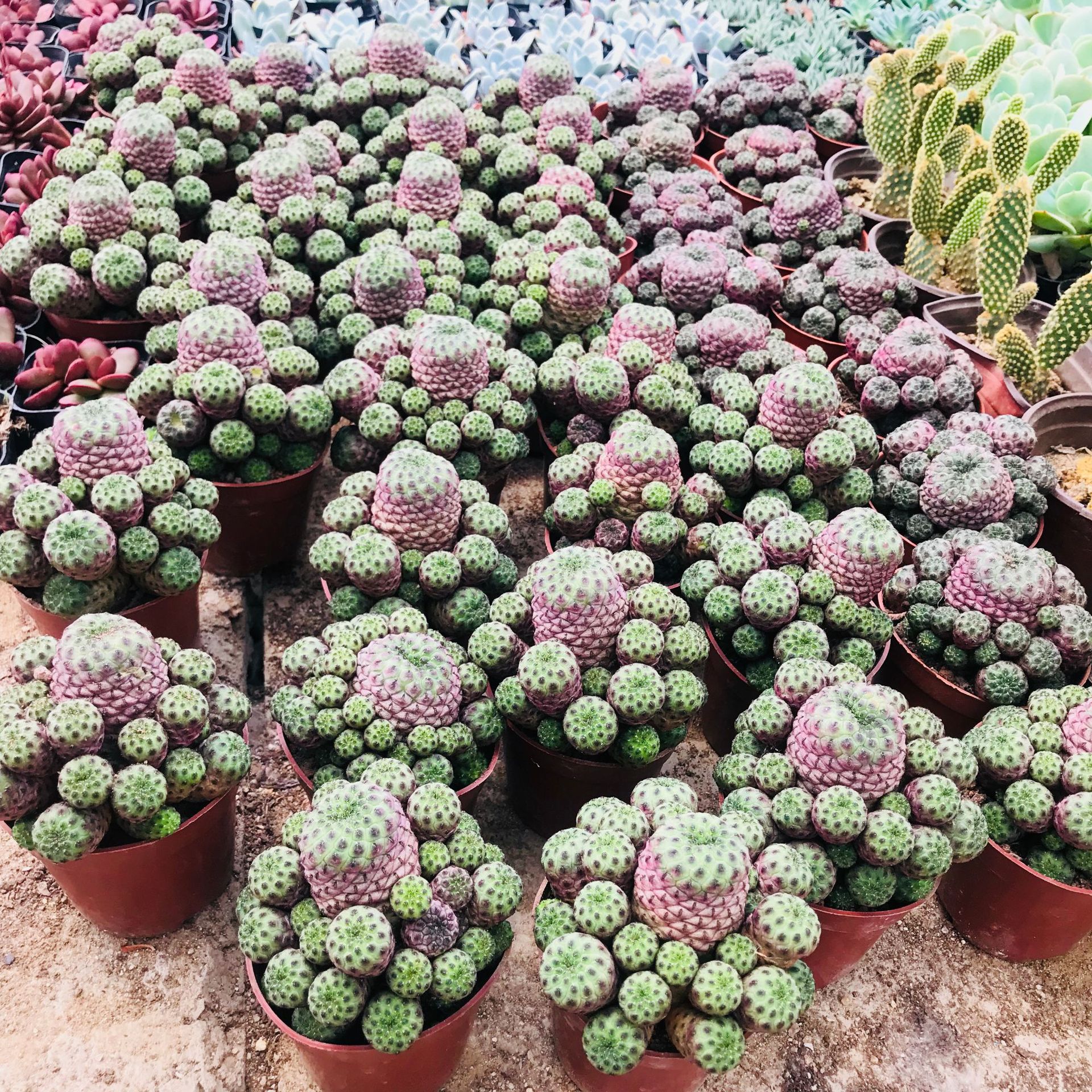 仙人球 仙人掌多肉植物青蛙王子 奇趣萌肉吸甲醛多肉紫粒丸爆盆