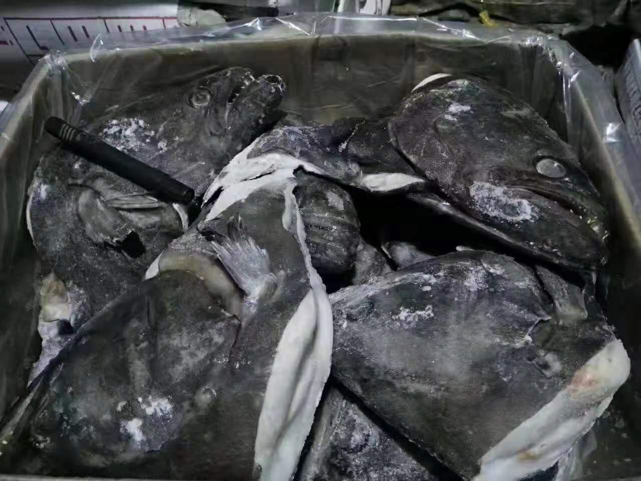 俄罗斯深海无污染大鲽鱼头 新鲜碟鱼头 冷冻肉质细嫩2-4斤批发