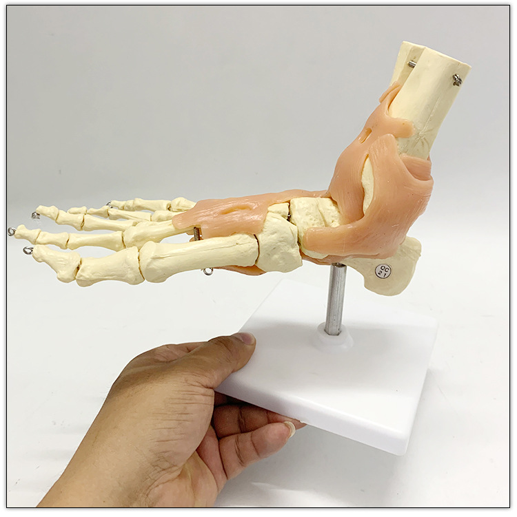 自然大脚踝关节功能模型骨骼骨架带韧带教学医用模型人体节模型