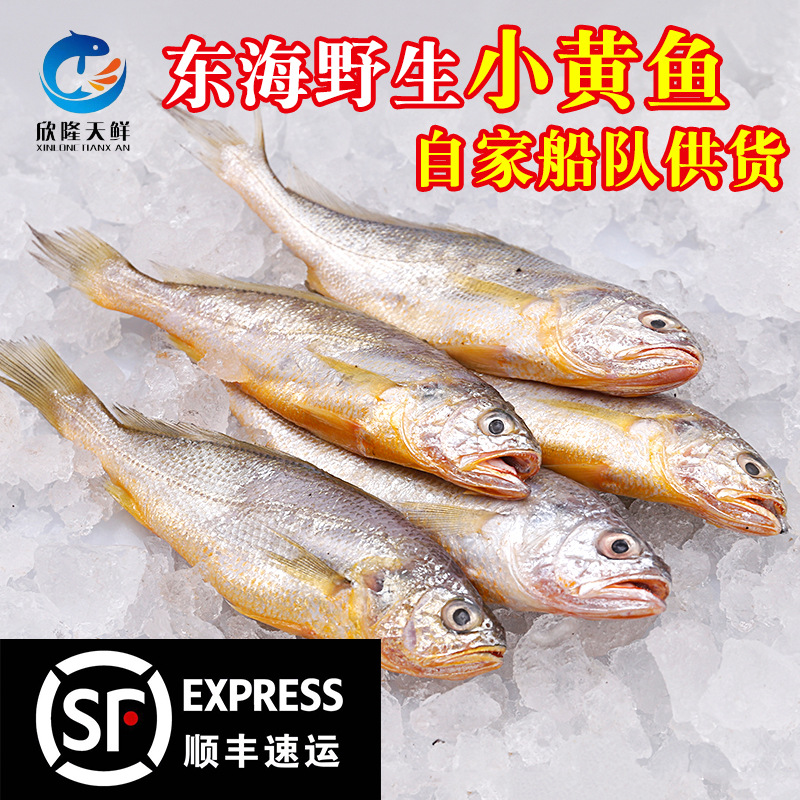 欣隆天鲜东海野生小黄鱼海鲜冷冻250g-500g海捕小黄花鱼冰鲜黄鱼
