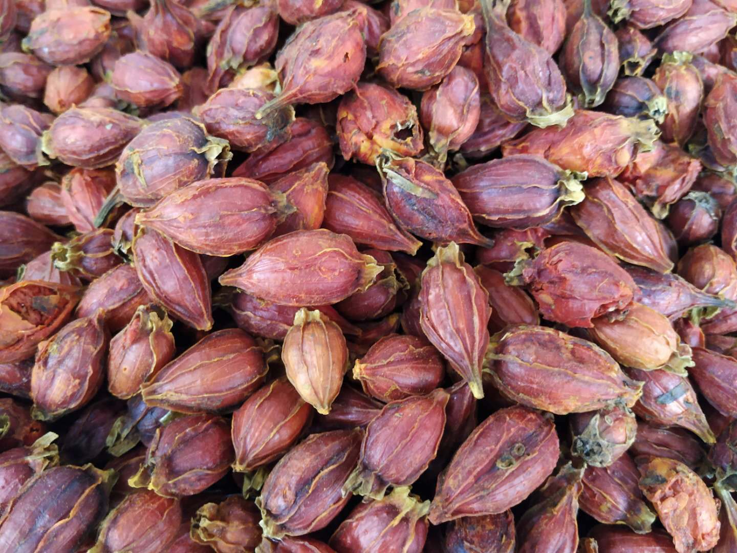 栀子 中药材天然花茶枝子山栀水栀子黄栀子产地直销