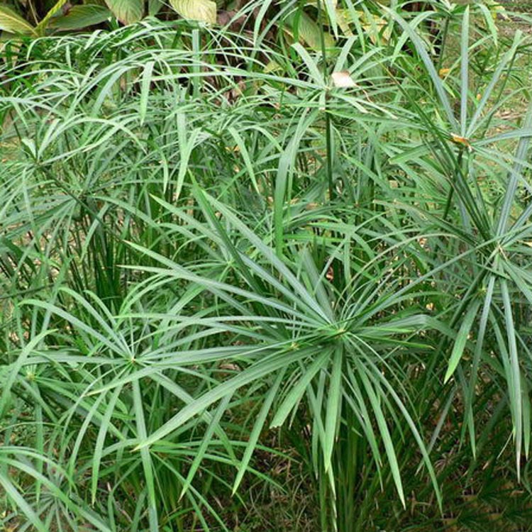 旱伞草水生植物行道点缀四季常青庭院观赏量大从优旱伞草基地直销