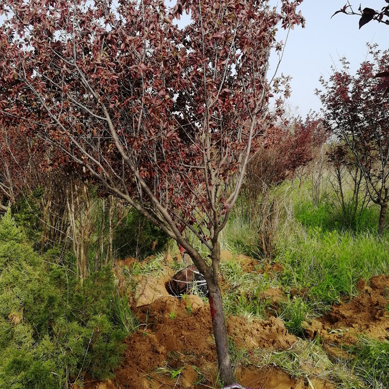 绿化树苗 美人梅 花灌木 基地直销批发价格 观花观叶植于庭院