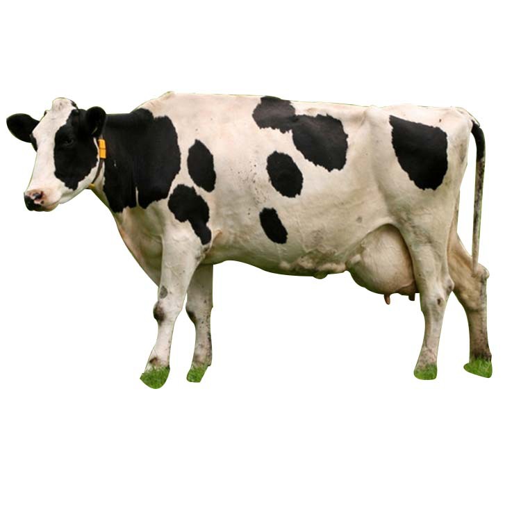 黑白花奶牛 高产奶牛哪有卖的 奶牛 西门塔尔牛