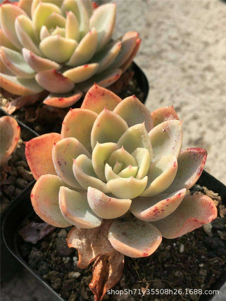 859大棚批发多肉盆栽品种 粉色贝拉单头多肉植物裸根发限量